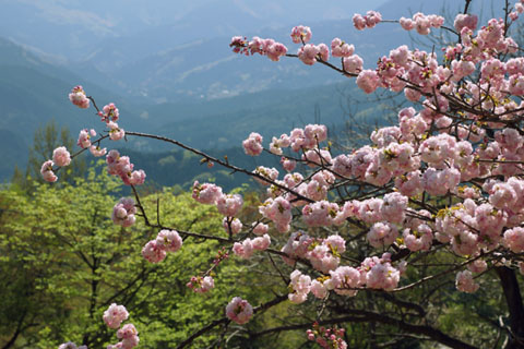 030422_295tokigawa-kumogawara-yaezakura